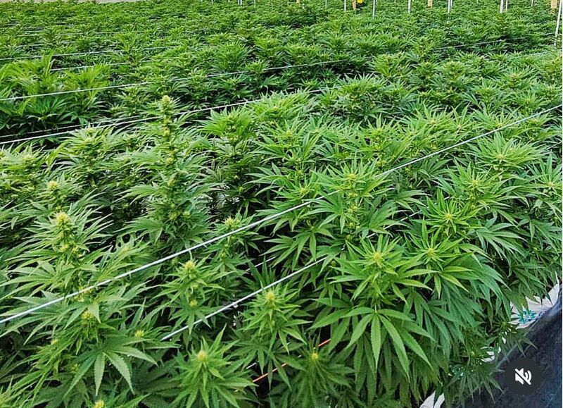 Sublimator Auto, Фасовка: 3+3, изображение 2